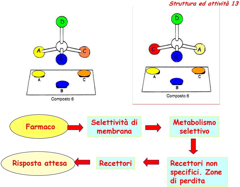 Metabolismo selettivo Risposta attesa