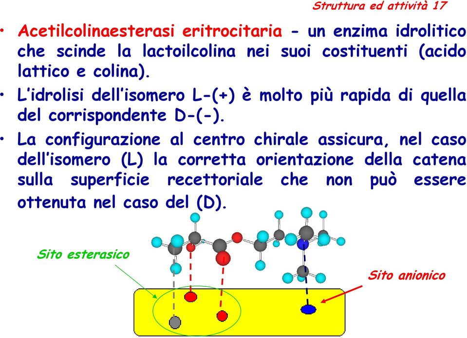 L idrolisi dell isomero L-(+) è molto più rapida di quella del corrispondente D-(-).