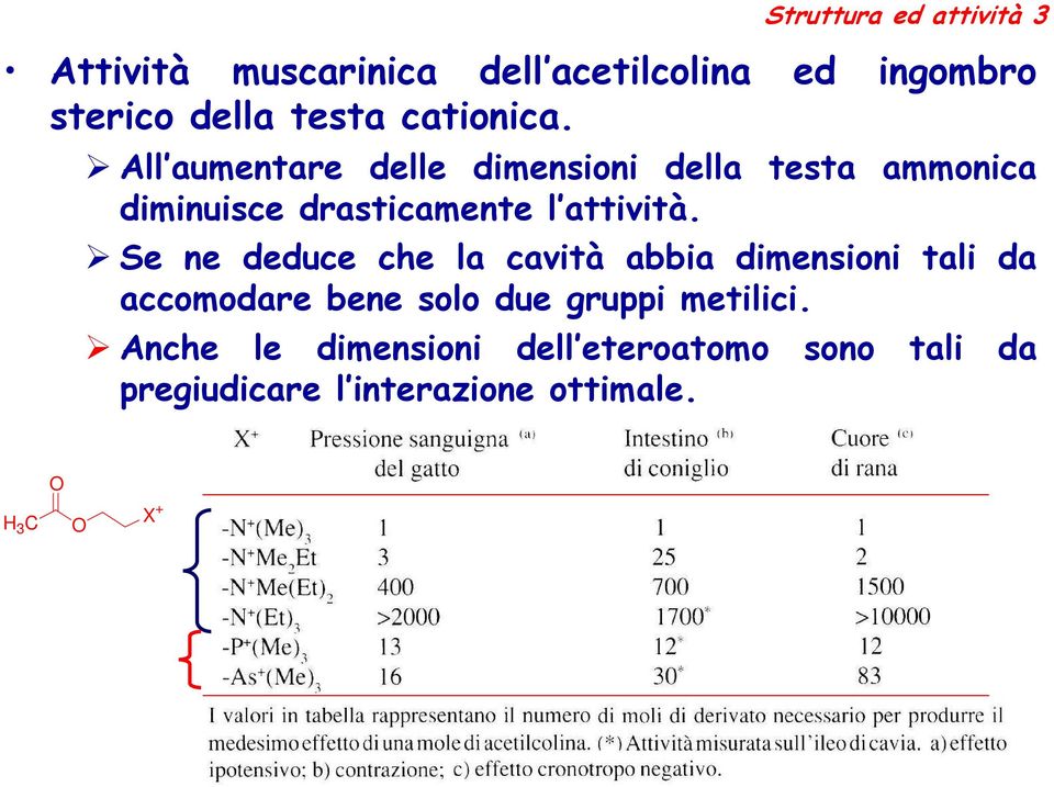 All aumentare delle dimensioni della testa ammonica diminuisce drasticamente l attività.