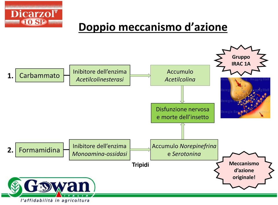 Acetilcolina Gruppo IRAC 1A Disfunzione nervosa e morte dell insetto 2.