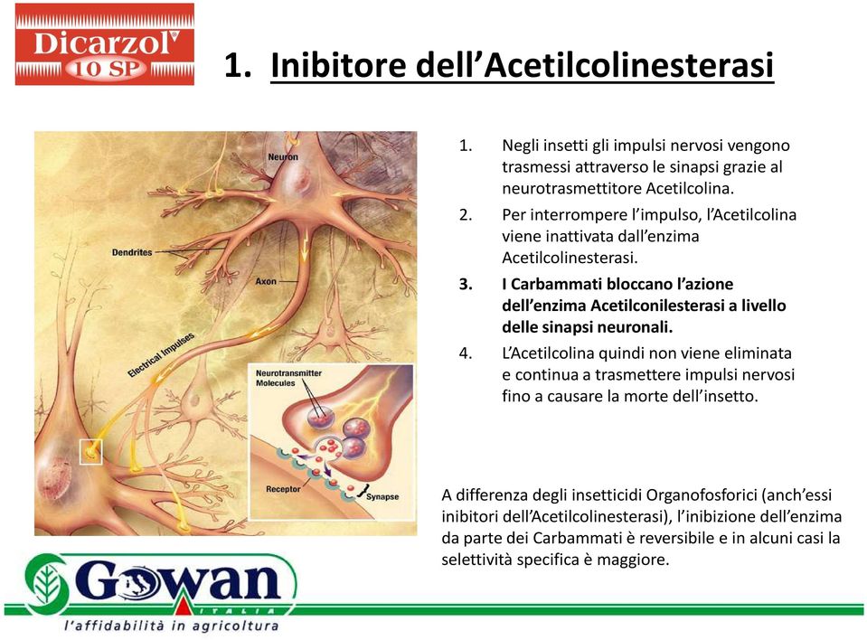 I Carbammati bloccano l azione dell enzima Acetilconilesterasi a livello delle sinapsi neuronali. 4.