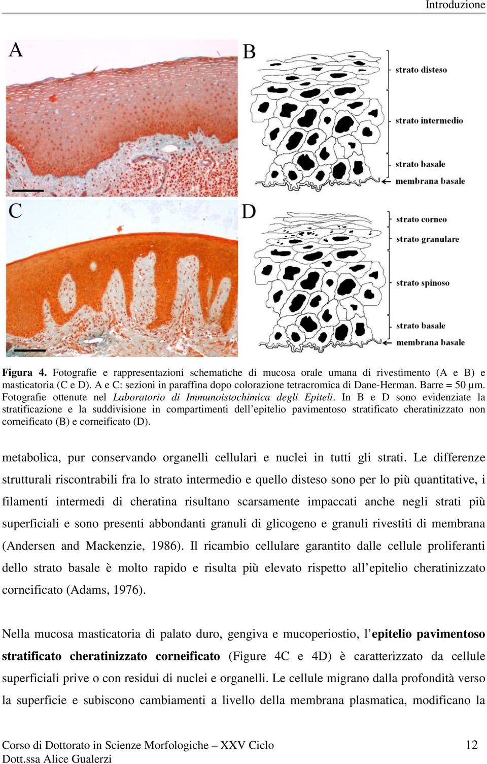 In B e D sono evidenziate la stratificazione e la suddivisione in compartimenti dell epitelio pavimentoso stratificato cheratinizzato non corneificato (B) e corneificato (D).