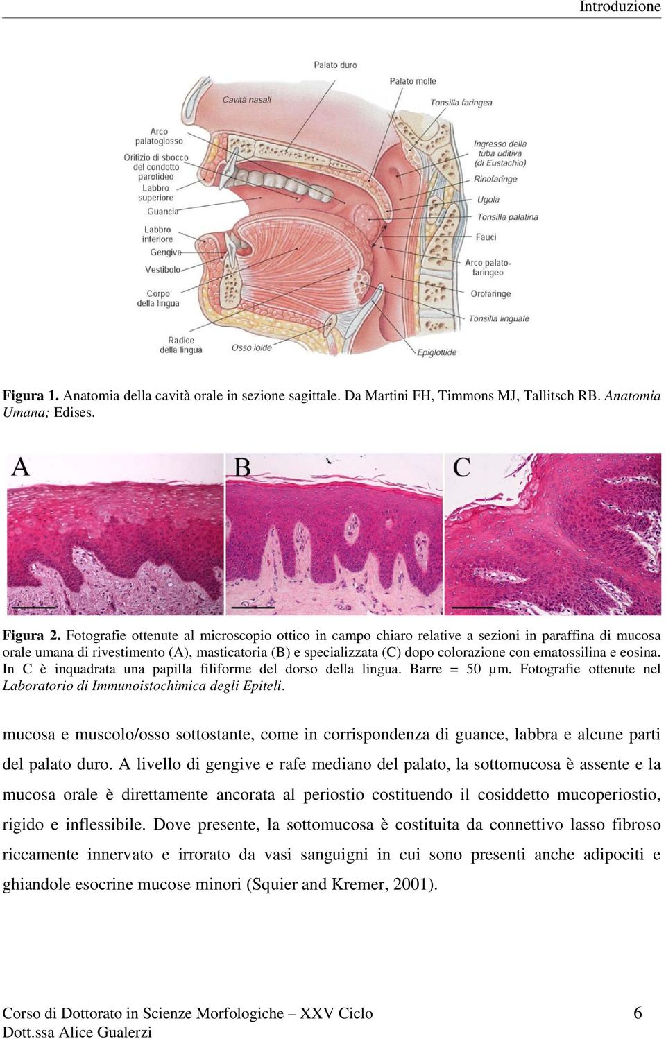 ematossilina e eosina. In C è inquadrata una papilla filiforme del dorso della lingua. Barre = 50 µm. Fotografie ottenute nel Laboratorio di Immunoistochimica degli Epiteli.