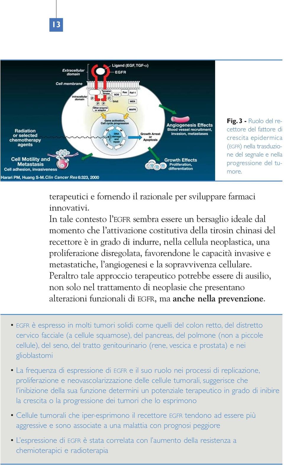 In tale contesto l EGFR sembra essere un bersaglio ideale dal momento che l attivazione costitutiva della tirosin chinasi del recettore è in grado di indurre, nella cellula neoplastica, una