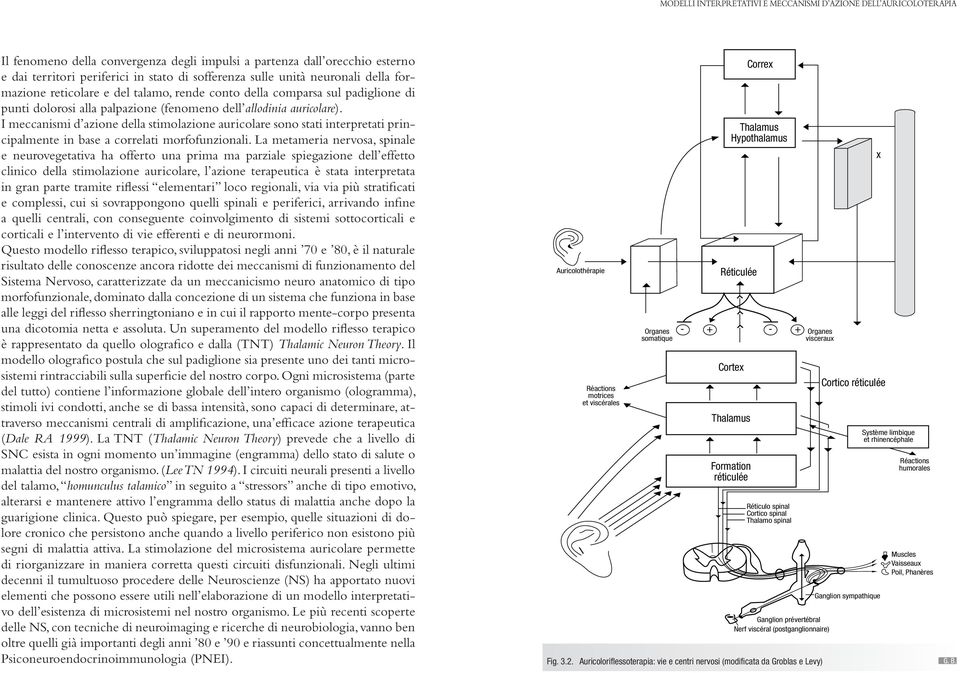 I meccanismi d azione della stimolazione auricolare sono stati interpretati principalmente in base a correlati morfofunzionali.