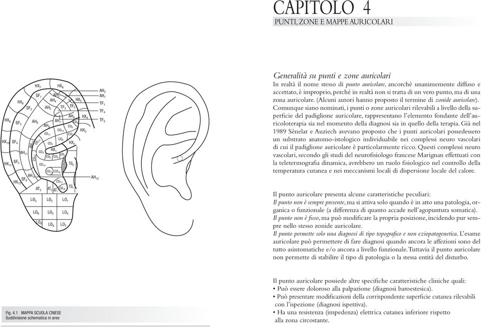 Generalità su punti e zone auricolari In realtà il nome stesso di punto auricolare, ancorché unanimemente diffuso e accettato, è improprio, perché in realtà non si tratta di un vero punto, ma di una