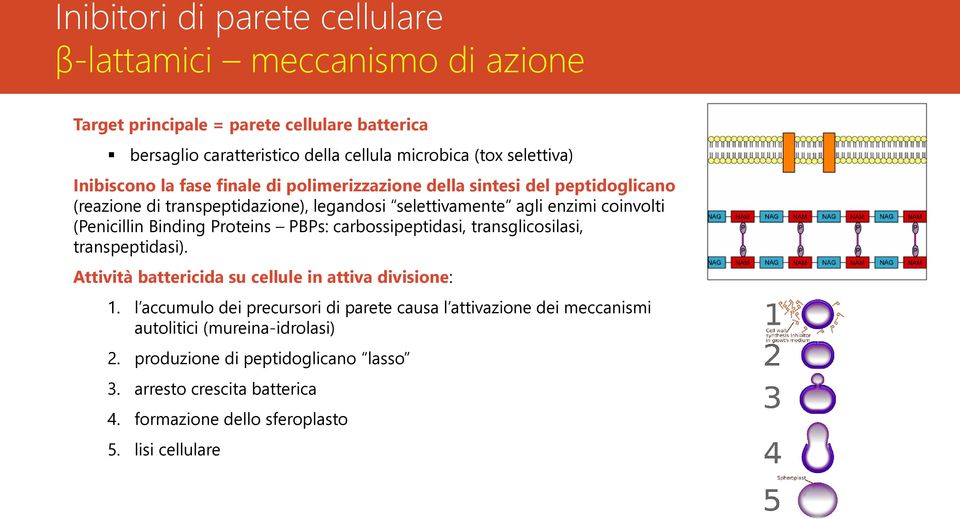 Binding Proteins PBPs: carbossipeptidasi, transglicosilasi, transpeptidasi). Attività battericida su cellule in attiva divisione: 1.