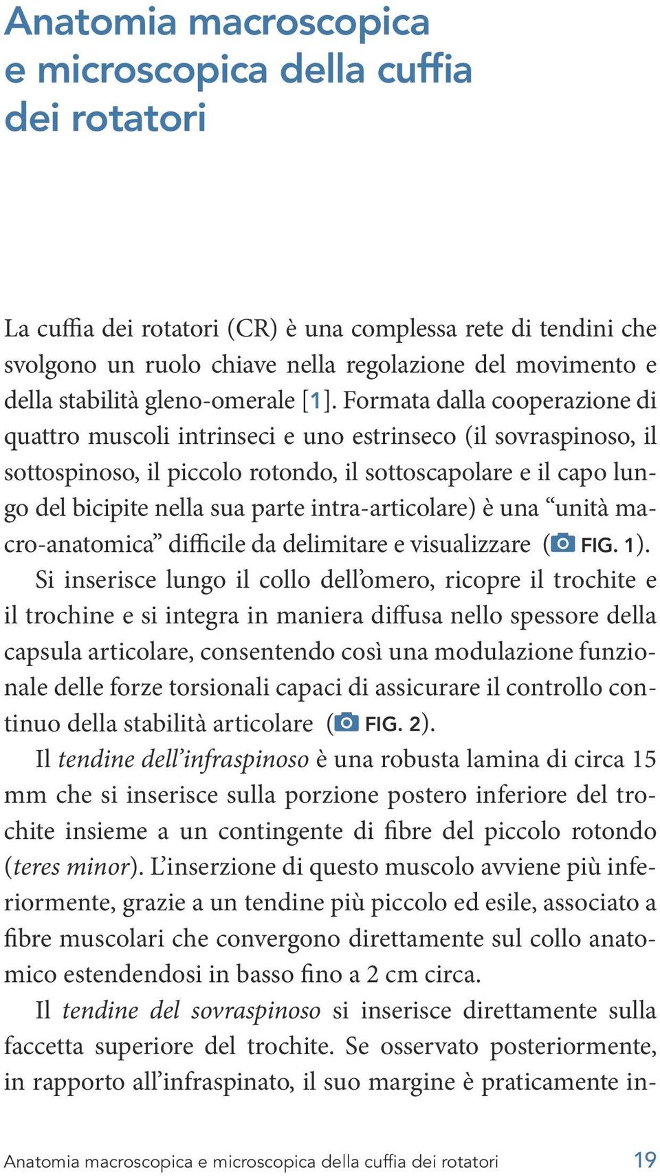 Formata dalla cooperazione di quattro muscoli intrinseci e uno estrinseco (il sovraspinoso, il sottospinoso, il piccolo rotondo, il sottoscapolare e il capo lungo del bicipite nella sua parte