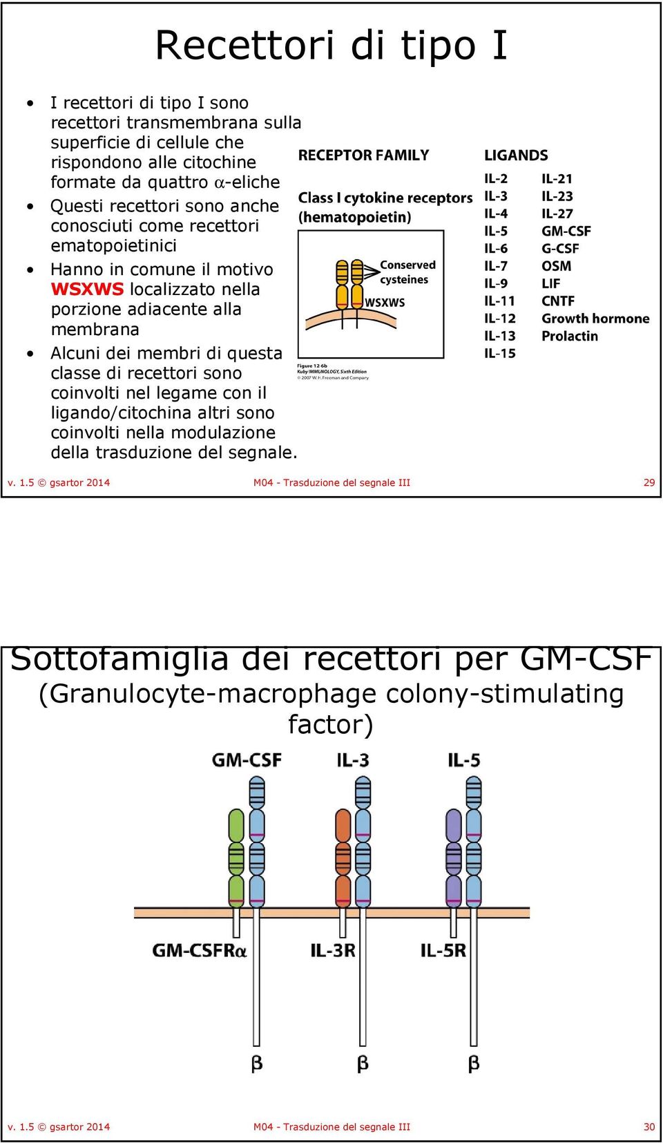 questa classe di recettori sono coinvolti nel legame con il ligando/citochinaaltri sono coinvolti nella modulazione della trasduzione del segnale. v. 1.