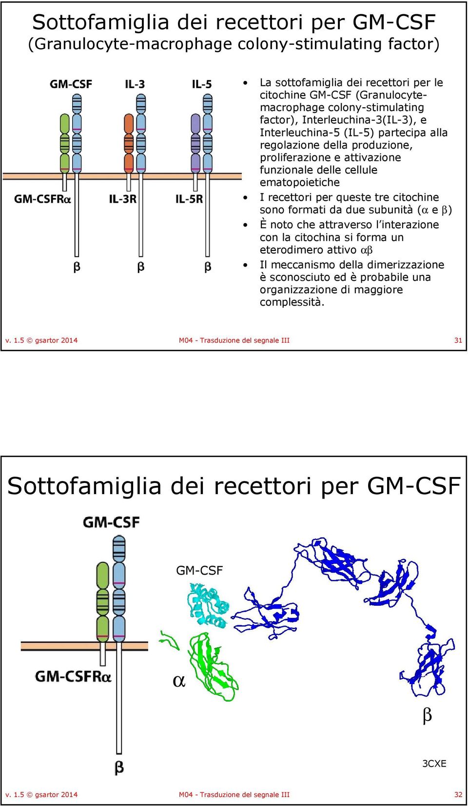 citochine sono formati da due subunità(αe β) Ènoto che attraverso l interazione con la citochina si forma un eterodimero attivo αβ Il meccanismo della dimerizzazione èsconosciuto ed èprobabile una