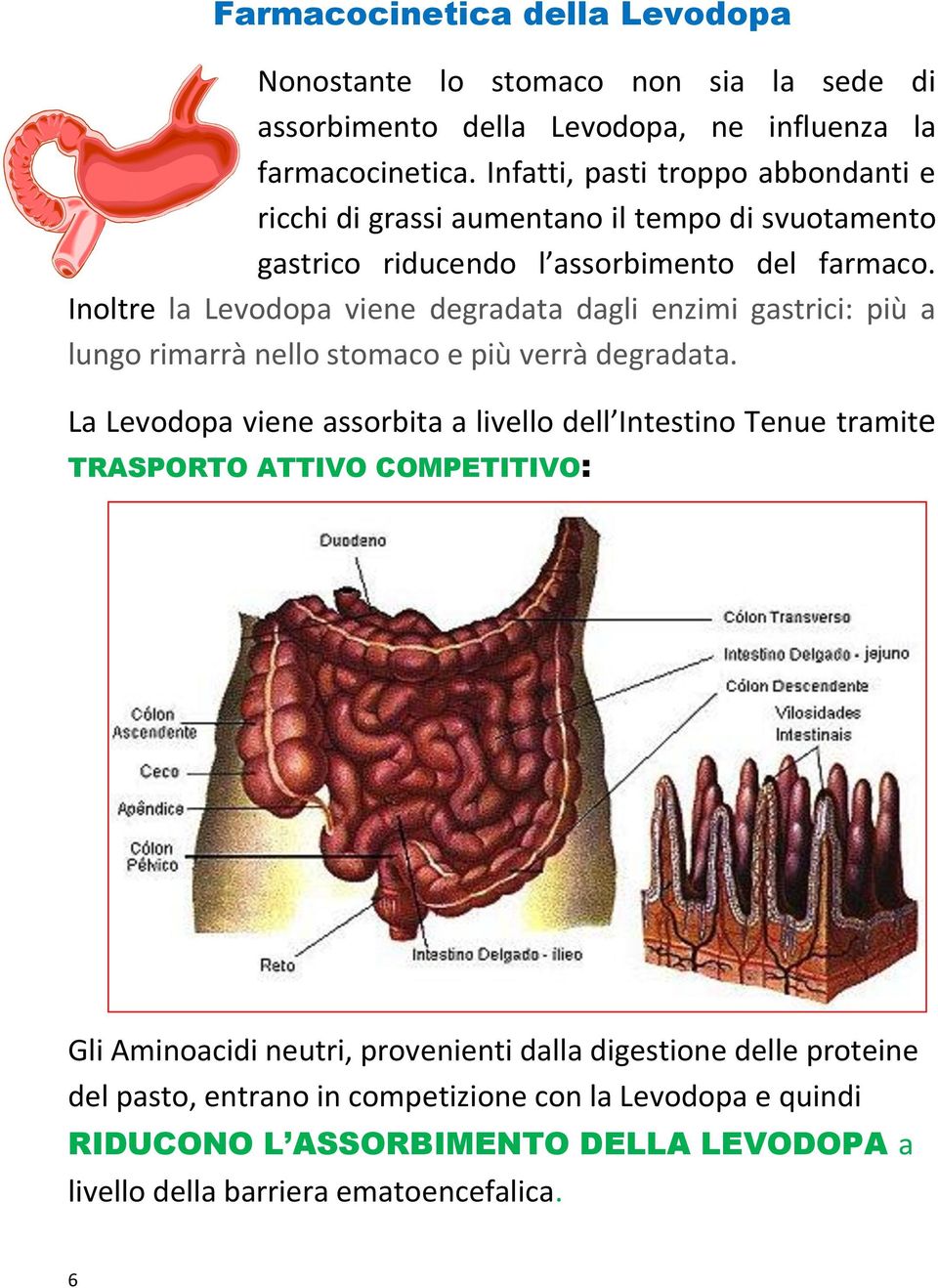 Inoltre la Levodopa viene degradata dagli enzimi gastrici: più a lungo rimarrà nello stomaco e più verrà degradata.