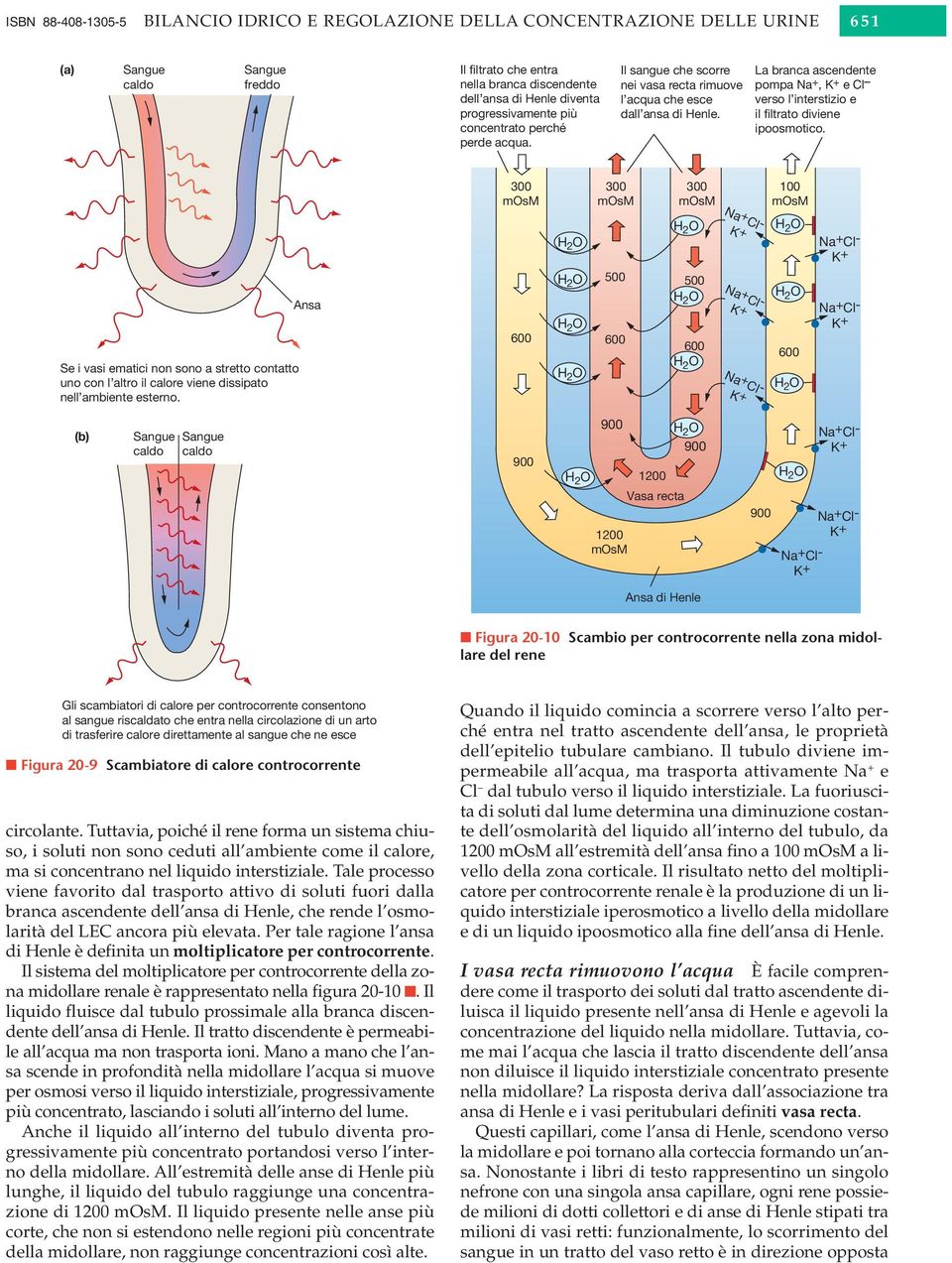 La branca ascendente pompa Na +, K + e Cl verso l interstizio e il filtrato diviene ipoosmotico.