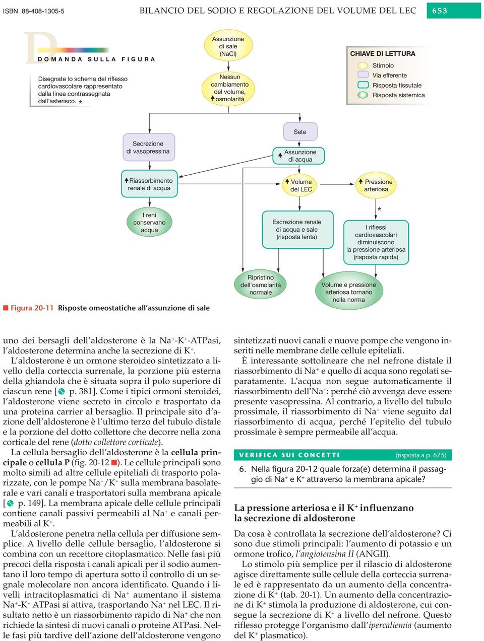 * Assunzione di sale (NaCl) Nessun cambiamento del volume, osmolarità CHIAVE DI LETTURA Stimolo Via efferente Risposta tissutale Risposta sistemica Sete Secrezione di vasopressina Assunzione di acqua