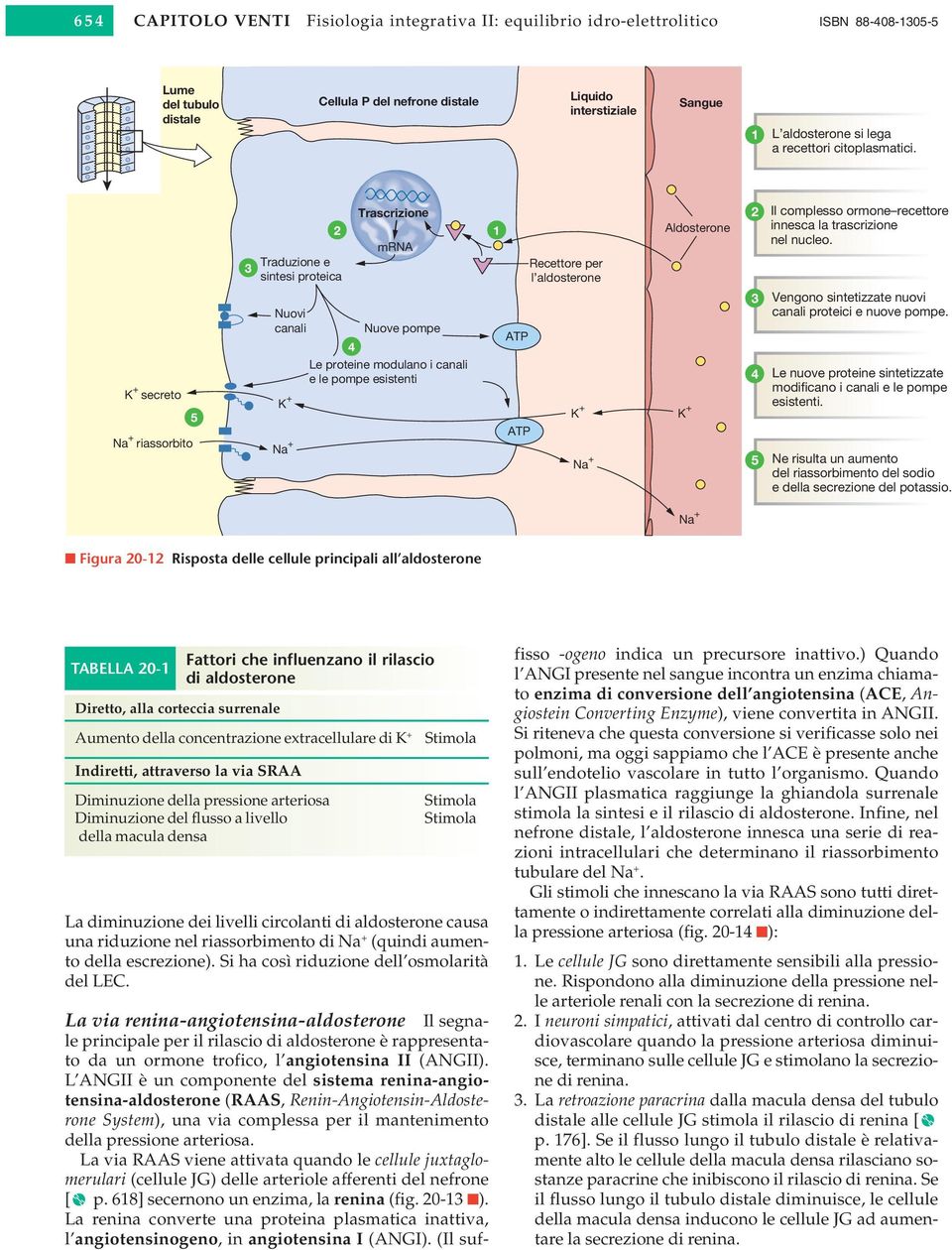 K + secreto Na + riassorbito 5 3 2 Traduzione e sintesi proteica Nuovi canali K + Na + Trascrizione mrna Nuove pompe 4 Le proteine modulano i canali e le pompe esistenti 1 ATP ATP Recettore per l