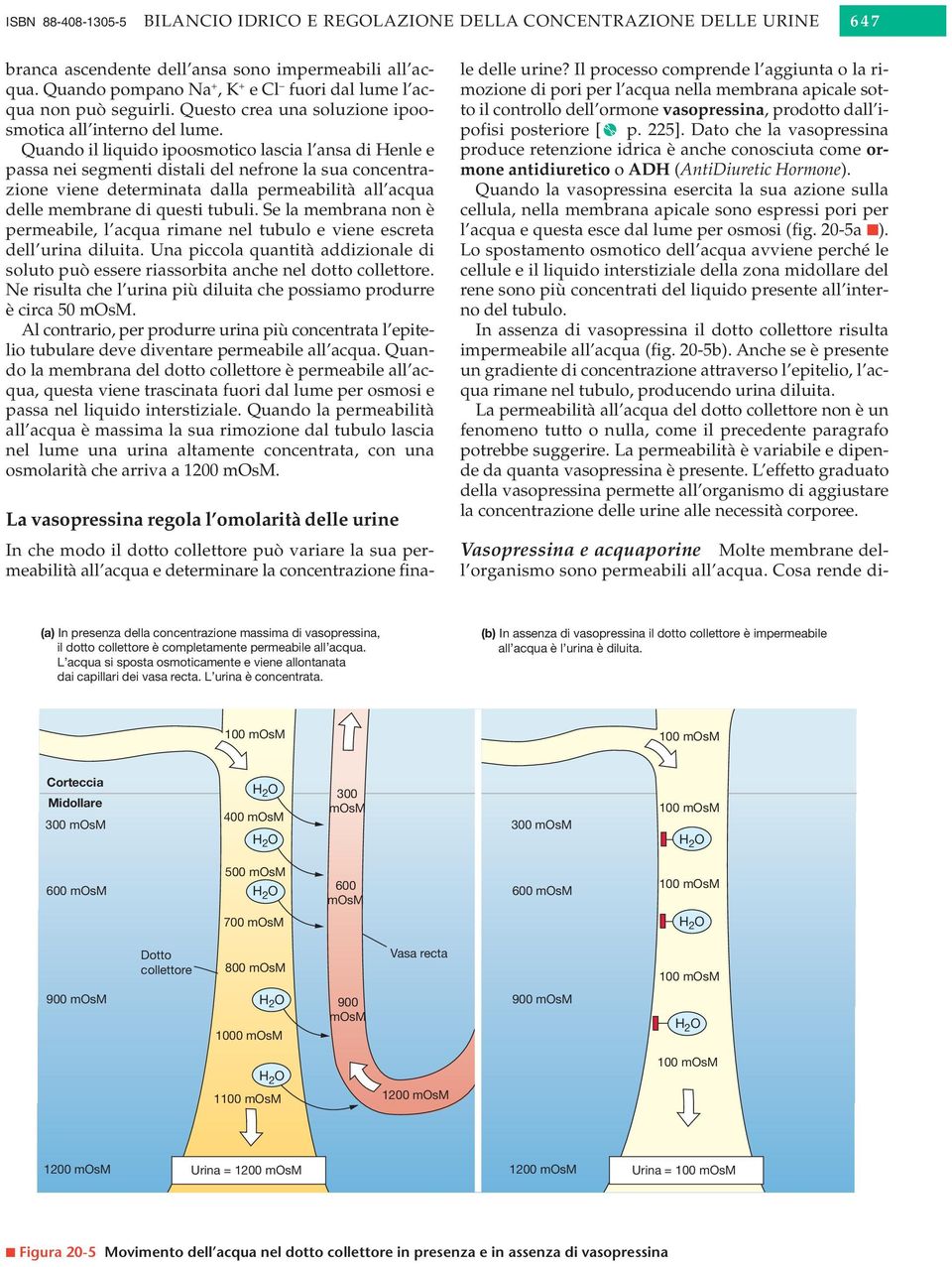 Quando il liquido ipoosmotico lascia l ansa di Henle e passa nei segmenti distali del nefrone la sua concentrazione viene determinata dalla permeabilità all acqua delle membrane di questi tubuli.