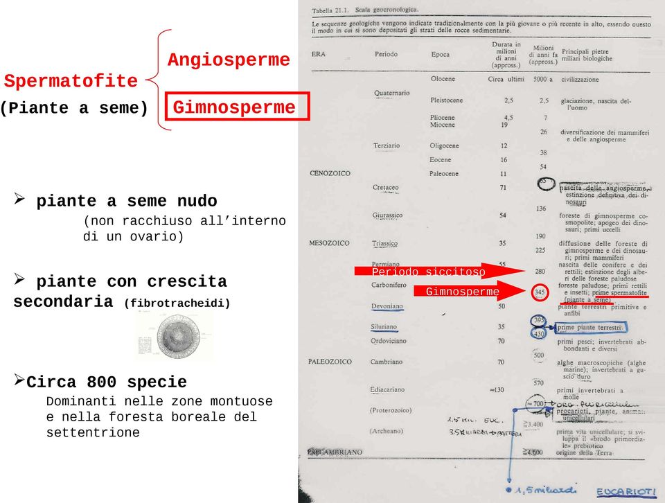 secondaria (fibrotracheidi) Circa 800 specie Dominanti nelle zone