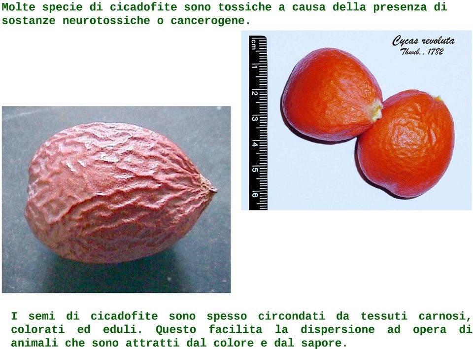 I semi di cicadofite sono spesso circondati da tessuti carnosi,