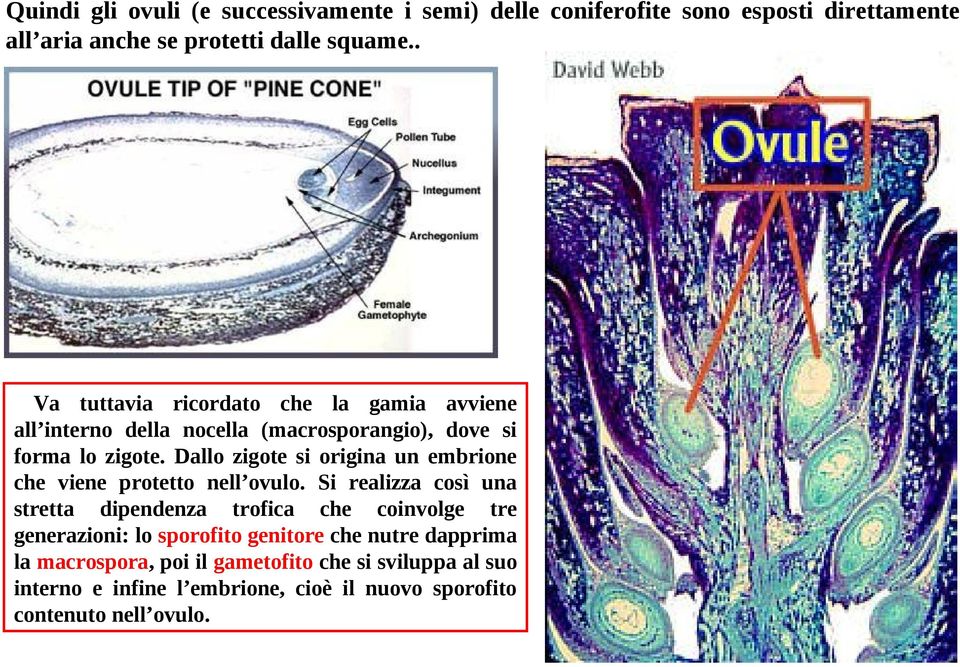 Dallo zigote si origina un embrione che viene protetto nell ovulo.