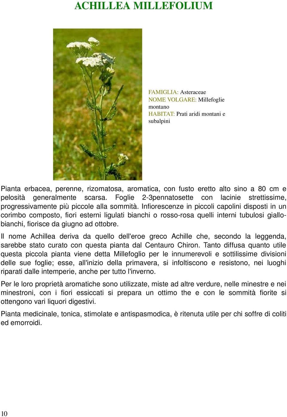 infiorescenzeinpiccolicapolinidispostiinun corimbocomposto,fioriesterniligulatibianchiorosso rosaquelliinternitubulosigiallo bianchi,fioriscedagiugnoadottobre.