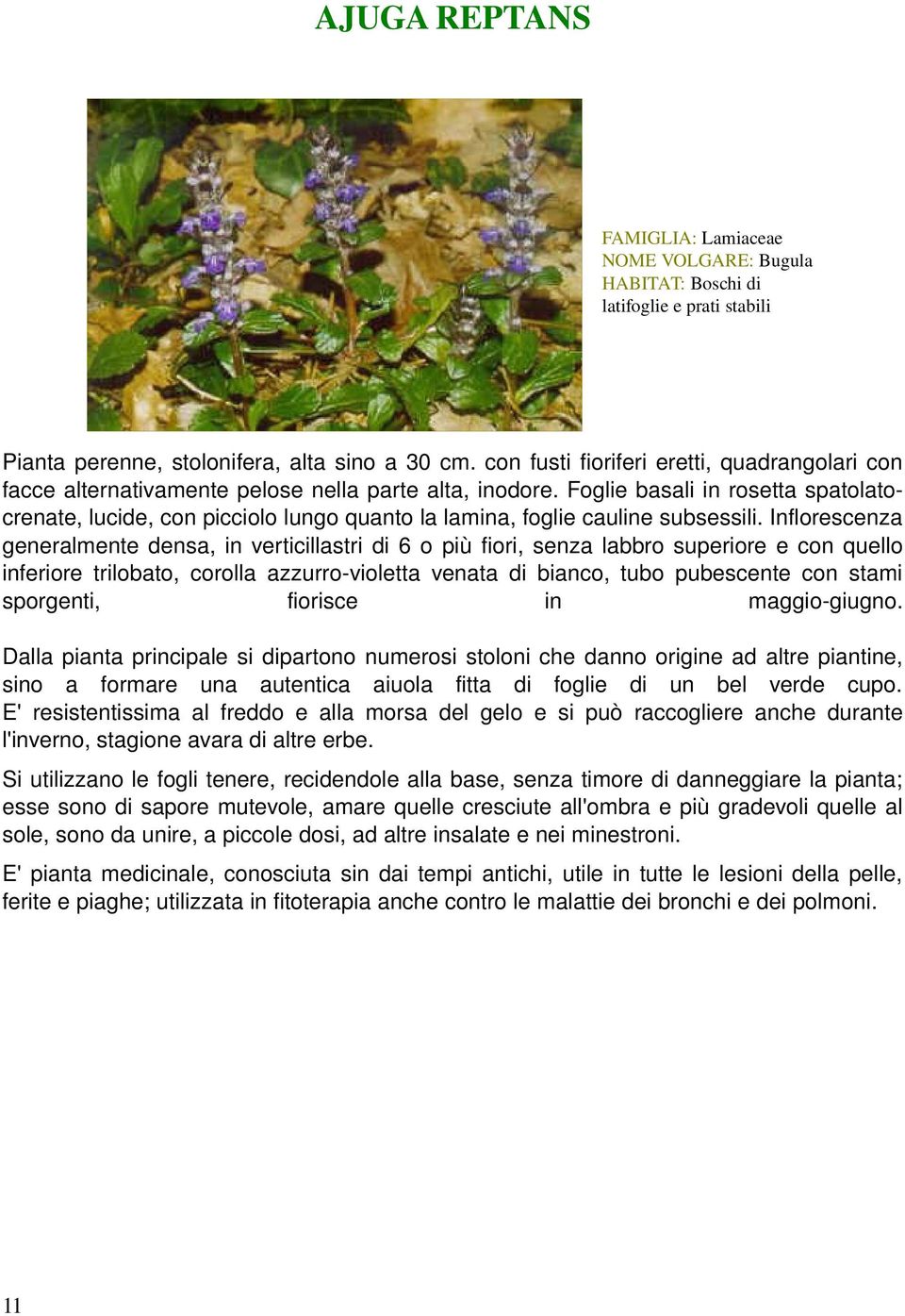 inflorescenza generalmentedensa,inverticillastridi6opiùfiori,senzalabbrosuperioreeconquello inferiore trilobato, corolla azzurro violetta venata di bianco, tubo pubescente con stami sporgenti,