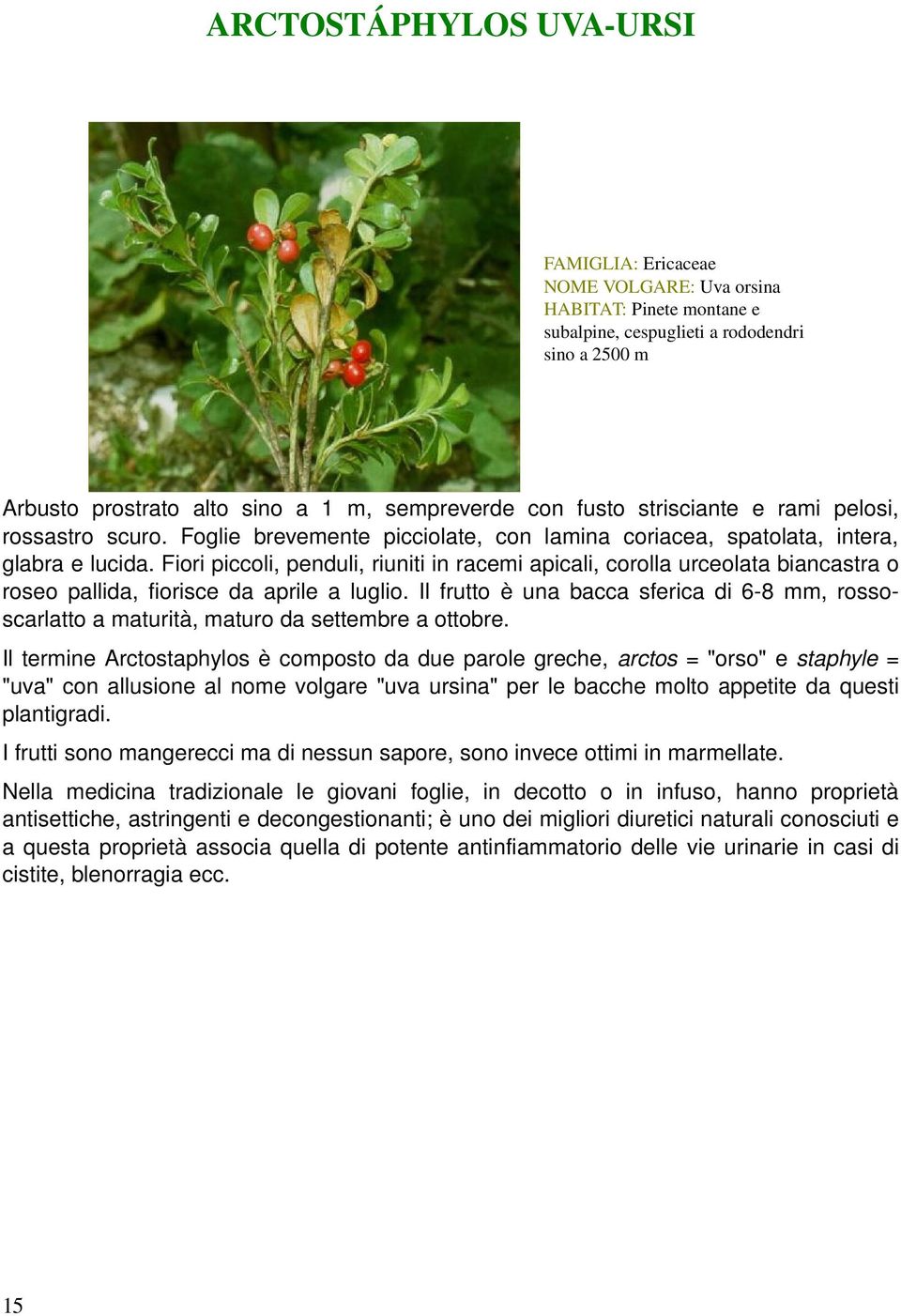 fioripiccoli,penduli,riunitiinracemiapicali,corollaurceolatabiancastrao roseopallida,fioriscedaaprilealuglio.ilfruttoèunabaccasfericadi6 8mm,rosso scarlattoamaturità,maturodasettembreaottobre.