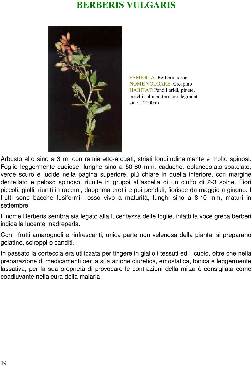 Foglieleggermentecuoiose,lunghesinoa50 60mm,caduche,oblanceolato spatolate, verdescuroelucidenellapaginasuperiore,piùchiareinquellainferiore,conmargine dentellato e peloso spinoso, riunite in gruppi