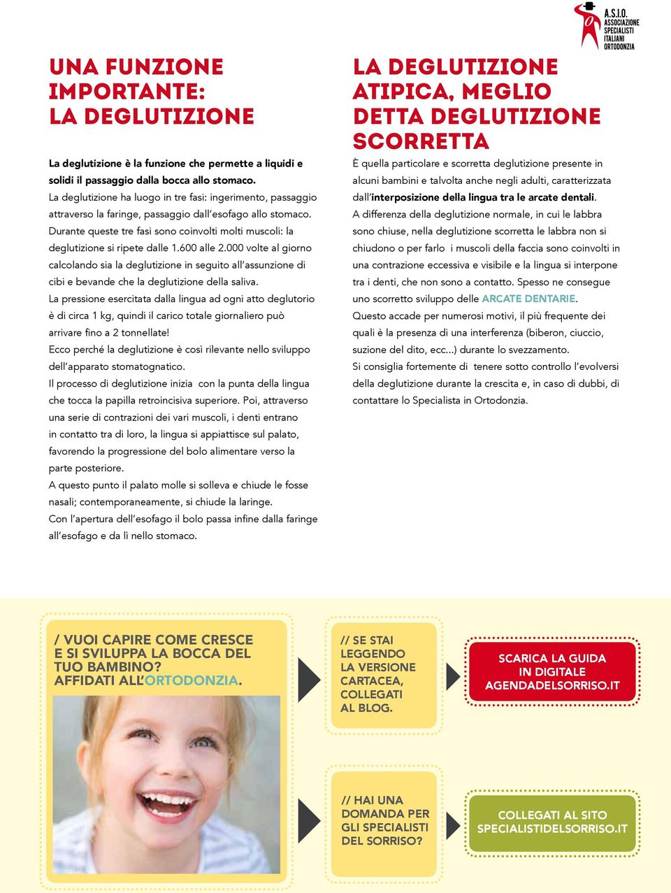 Durante queste tre fasi sono coinvolti molti muscoli: la deglutizione si ripete dalle 1.600 alle 2.