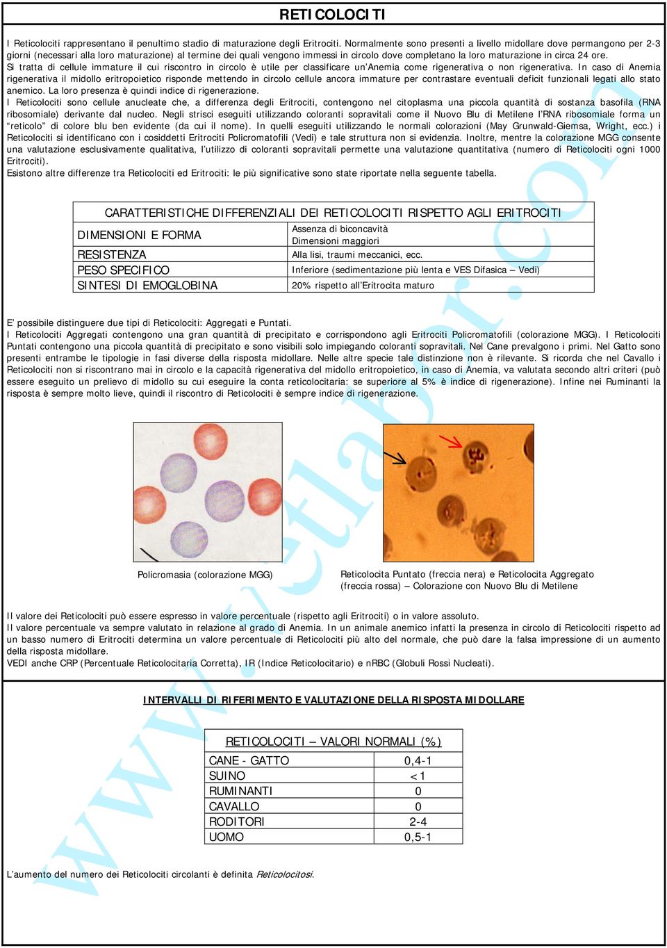 circa 24 ore. Si tratta di cellule immature il cui riscontro in circolo è utile per classificare un Anemia come rigenerativa o non rigenerativa.