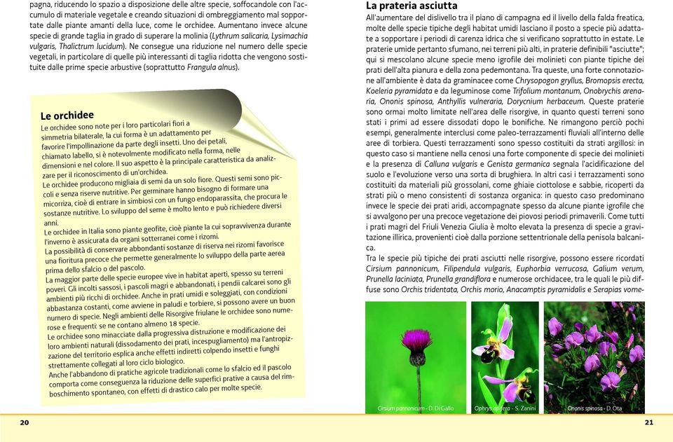 Il suo aspetto è la principale caratteristica da analizzare per il riconoscimento di un'orchidea. Le orchidee producono migliaia di semi da un solo fiore.