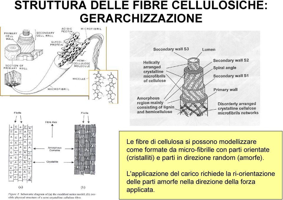 (cristalliti) e parti in direzione random (amorfe).