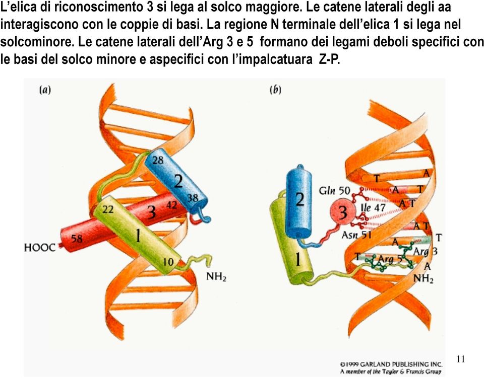 La regione N terminale dell elica 1 si lega nel solcominore.