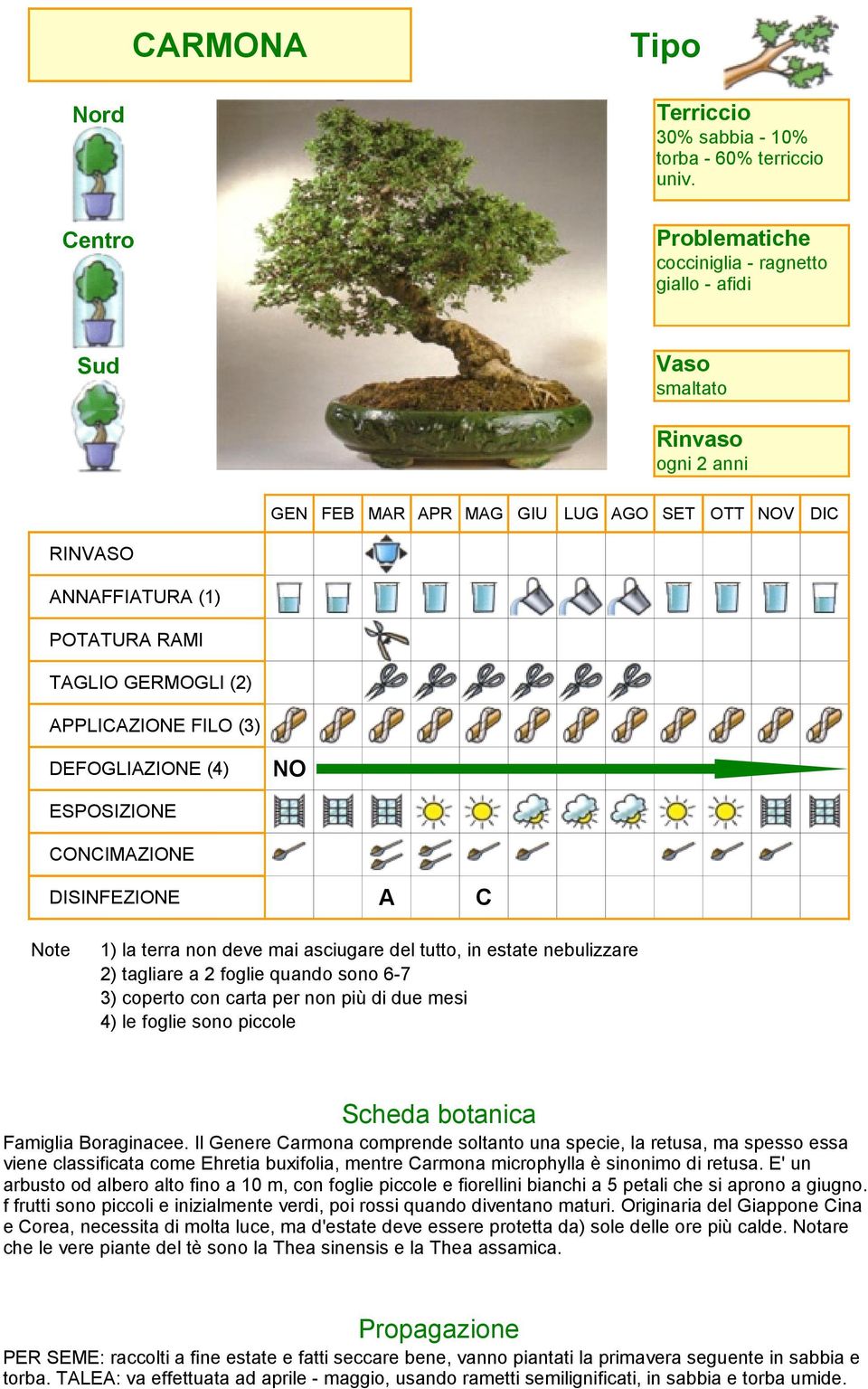 Il Genere Carmona comprende soltanto una specie, la retusa, ma spesso essa viene classificata come Ehretia buxifolia, mentre Carmona microphylla è sinonimo di retusa.