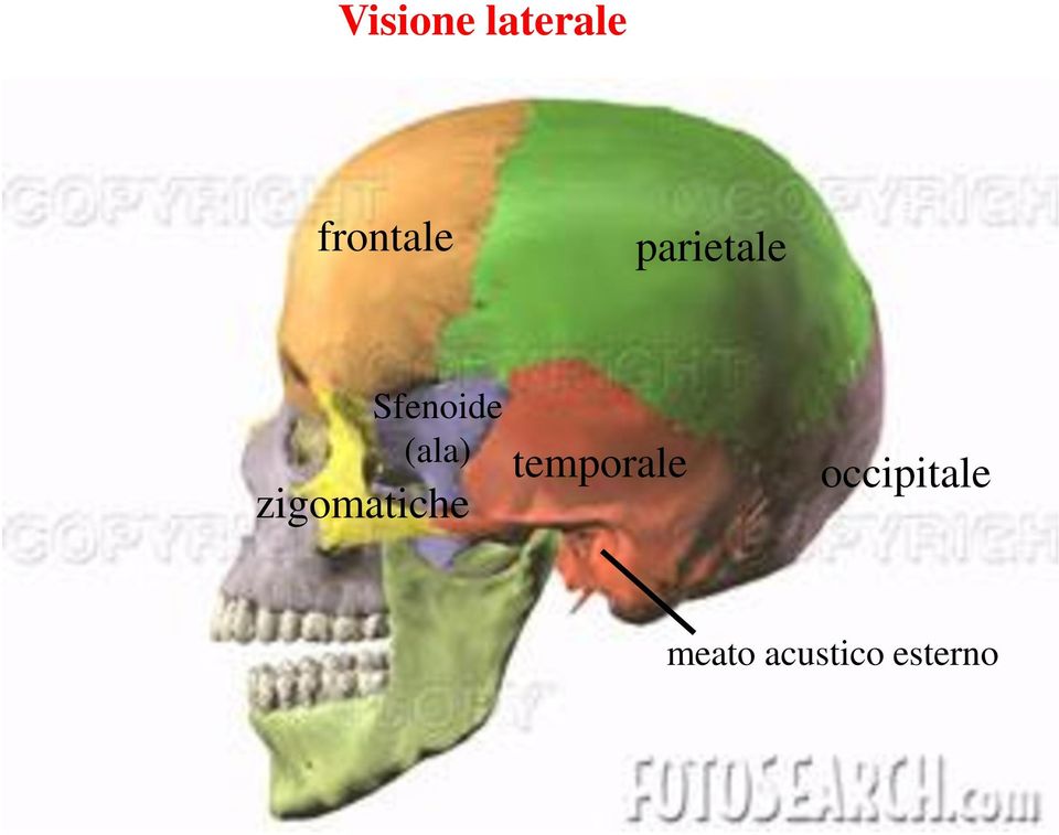 zigomatiche temporale