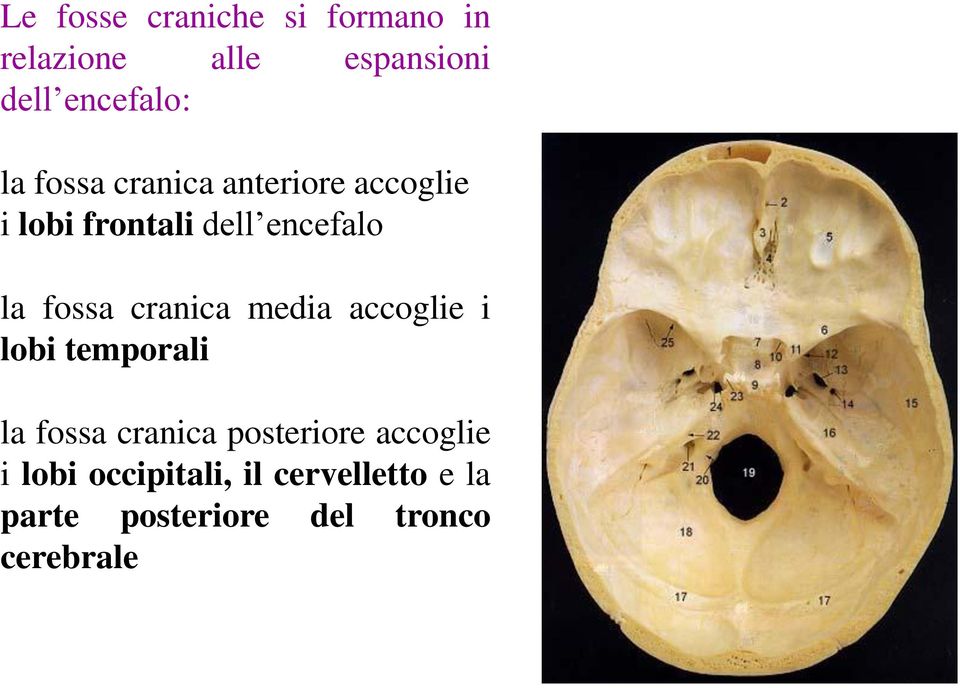 cranica media accoglie i lobi temporali la fossa cranica posteriore