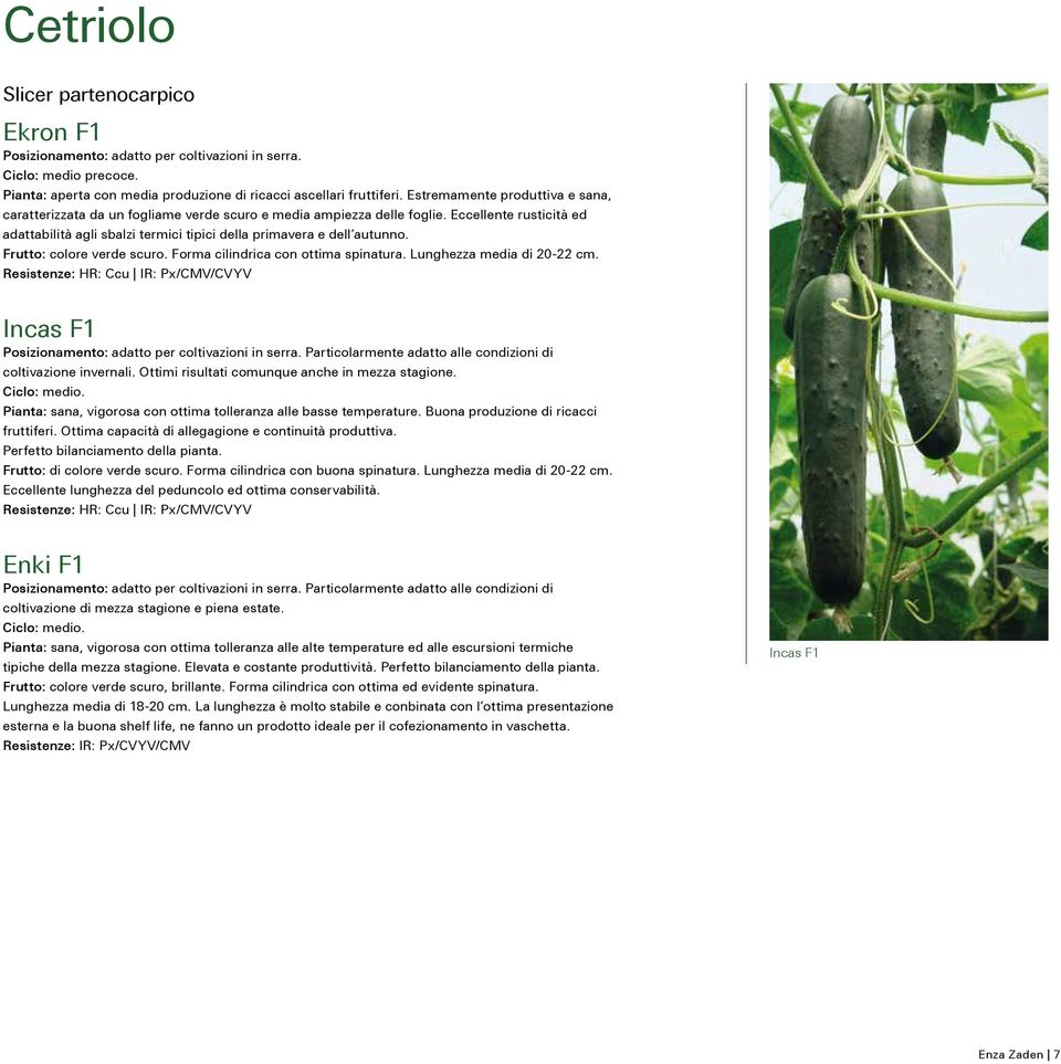 Frutto: colore verde scuro. Forma cilindrica con ottima spinatura. Lunghezza media di 20-22 cm. Resistenze: HR: Ccu IR: Px/CMV/CVYV Incas F1 Posizionamento: adatto per coltivazioni in serra.