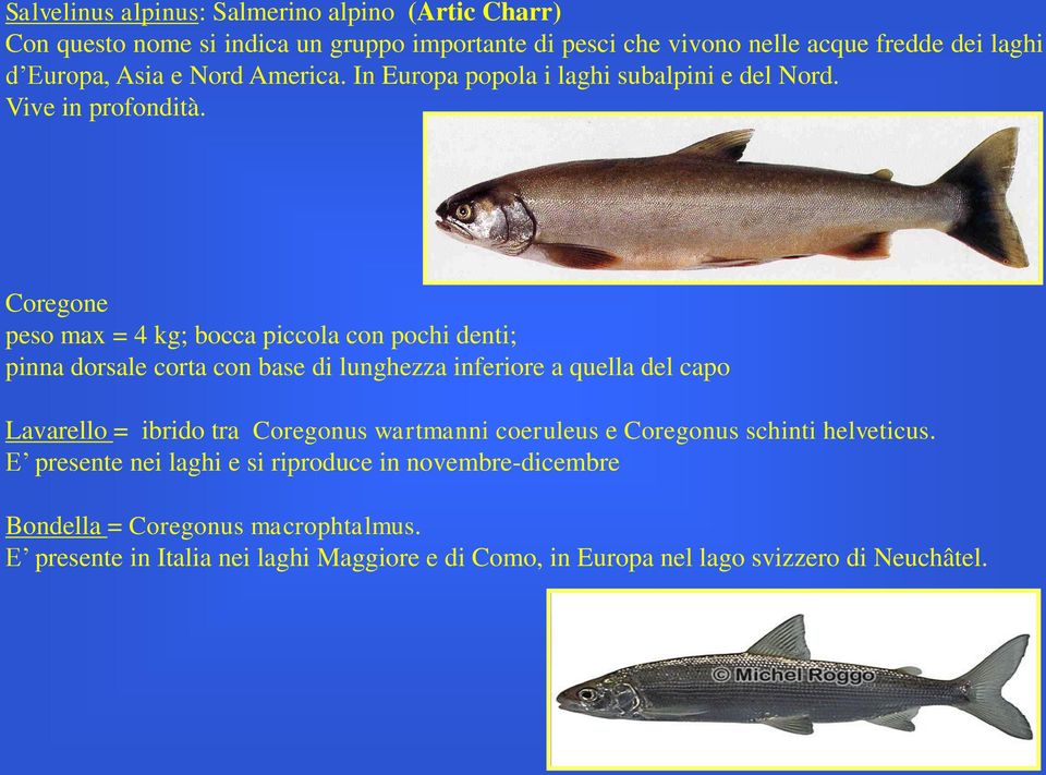 Coregone peso max = 4 kg; bocca piccola con pochi denti; pinna dorsale corta con base di lunghezza inferiore a quella del capo Lavarello = ibrido tra Coregonus