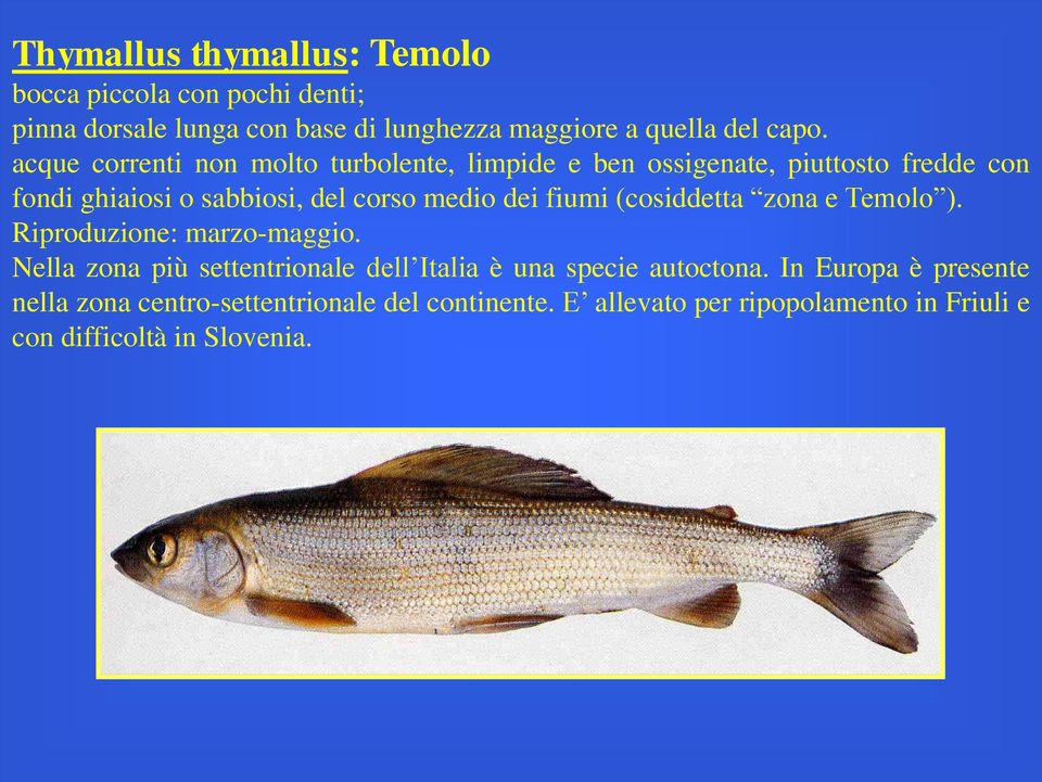 fiumi (cosiddetta zona e Temolo ). Riproduzione: marzo-maggio. Nella zona più settentrionale dell Italia è una specie autoctona.