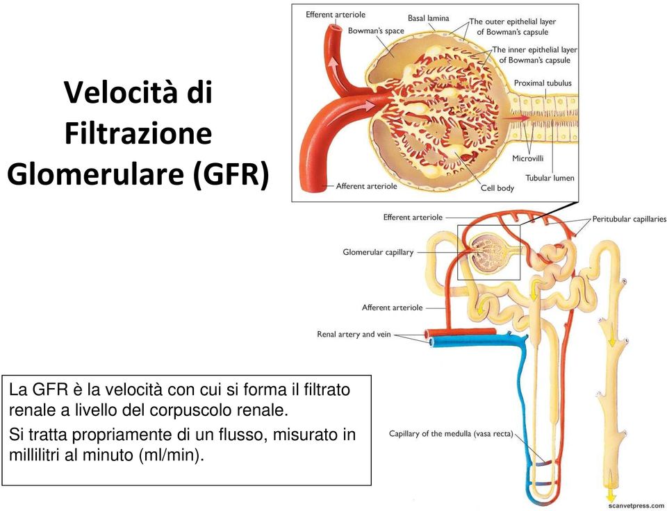 livello del corpuscolo renale.