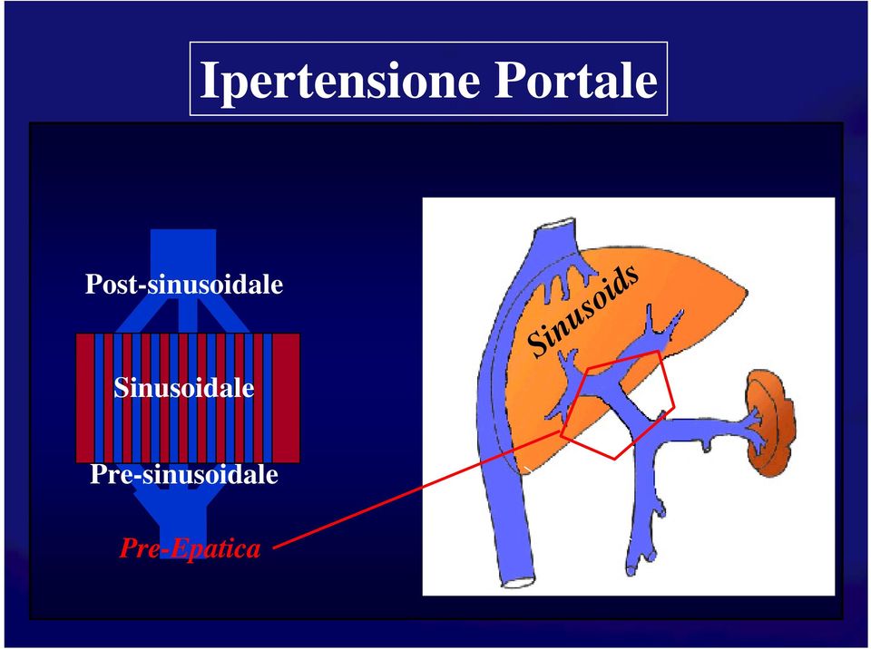 Sinusoidale Sinusoids