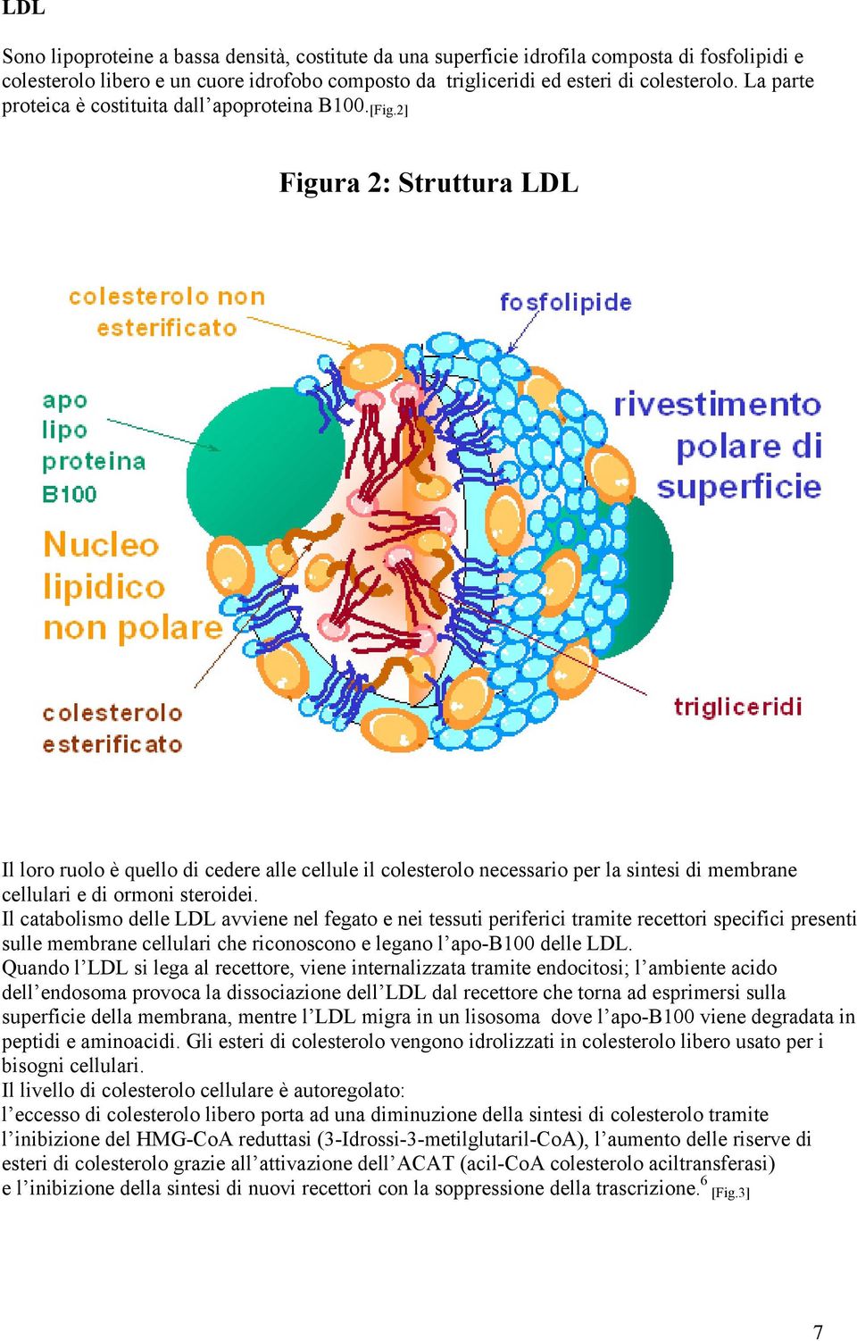 ] Figura : Struttura LDL Il loro ruolo è quello di cedere alle cellule il colesterolo necessario per la sintesi di membrane cellulari e di ormoni steroidei.