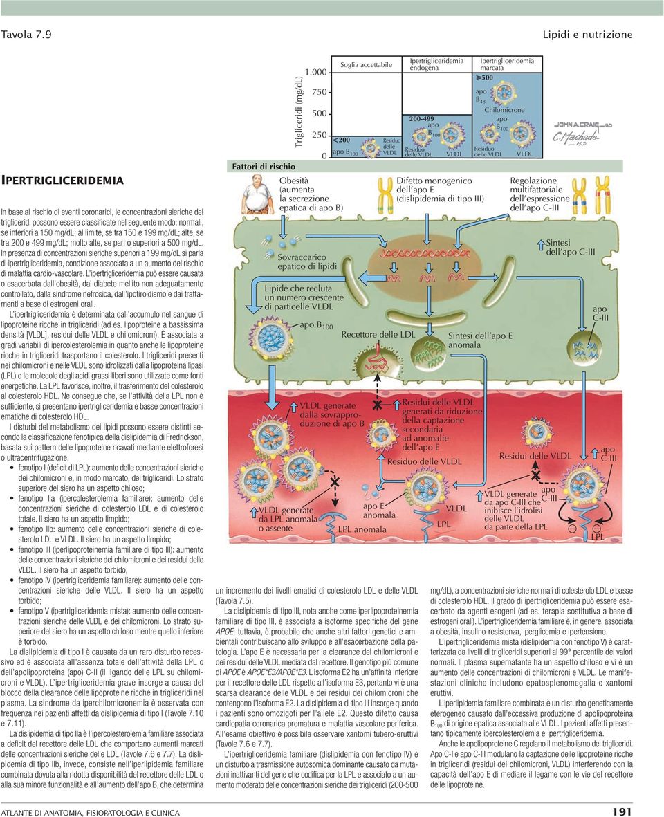 limite, se tra 150 e 199 mg/dl; alte, se tra 200 e 499 mg/dl; molto alte, se pari o superiori a 500 mg/dl.