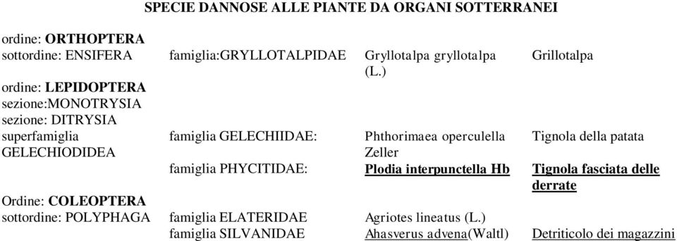 Phthorimaea operculella Tignola della patata Zeller famiglia PHYCITIDAE: Plodia interpunctella Hb Tignola fasciata delle derrate