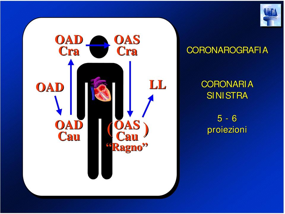 CORONARIA SINISTRA OAD Cau