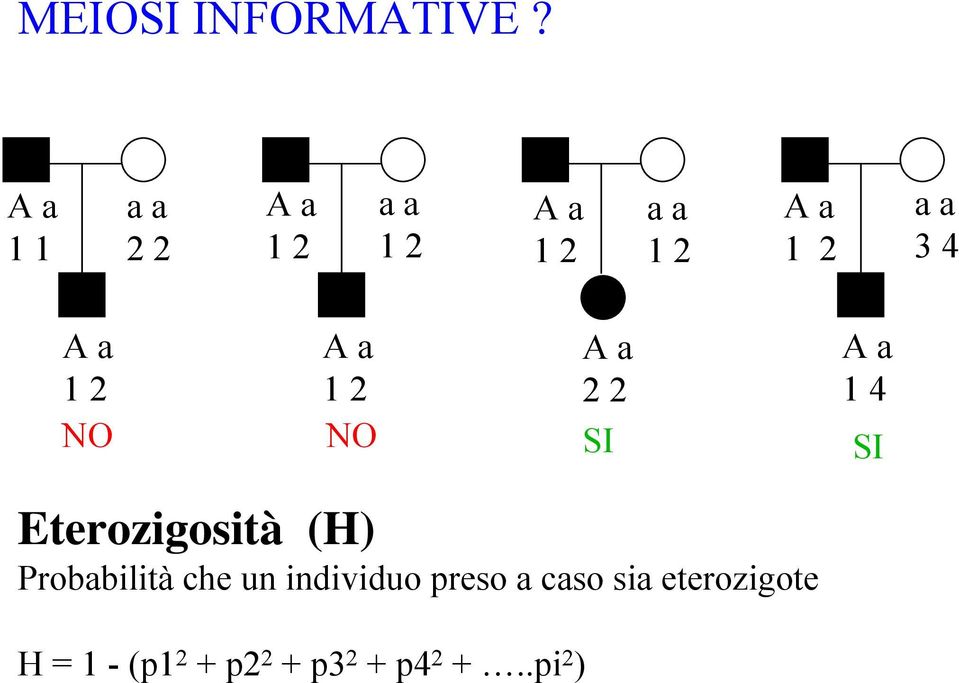 4 A a 1 2 NO A a 1 2 NO A a 2 2 SI A a 1 4 SI Eterozigosità