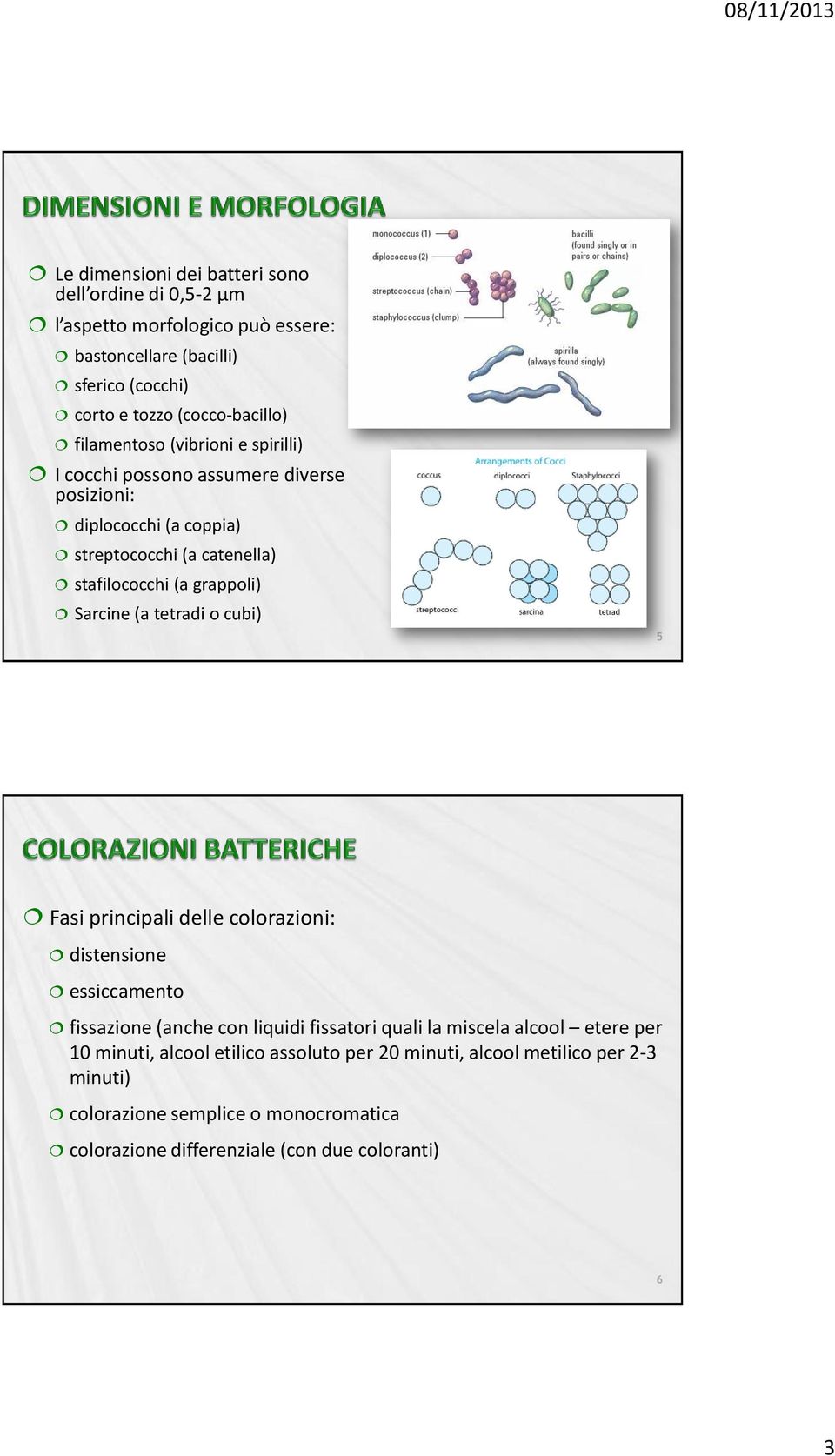 Sarcine (a tetradi o cubi) Fasi principali delle colorazioni: distensione essiccamento fissazione (anche con liquidi fissatori quali la miscela alcool etere per