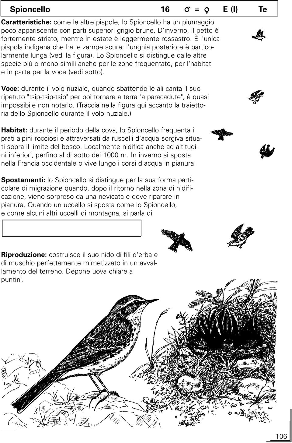 Lo Spioncello si distingue dalle altre specie più o meno simili anche per le zone frequentate, per l'habitat e in parte per la voce (vedi sotto).