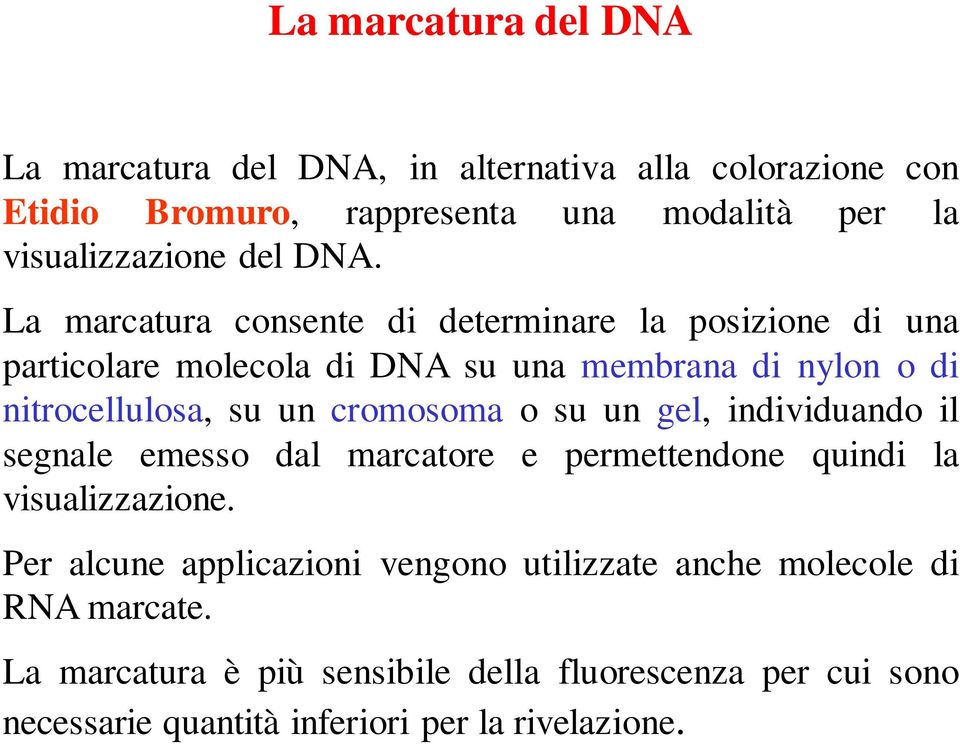 La marcatura consente di determinare la posizione di una particolare molecola di DNA su una membrana di nylon o di nitrocellulosa, su un