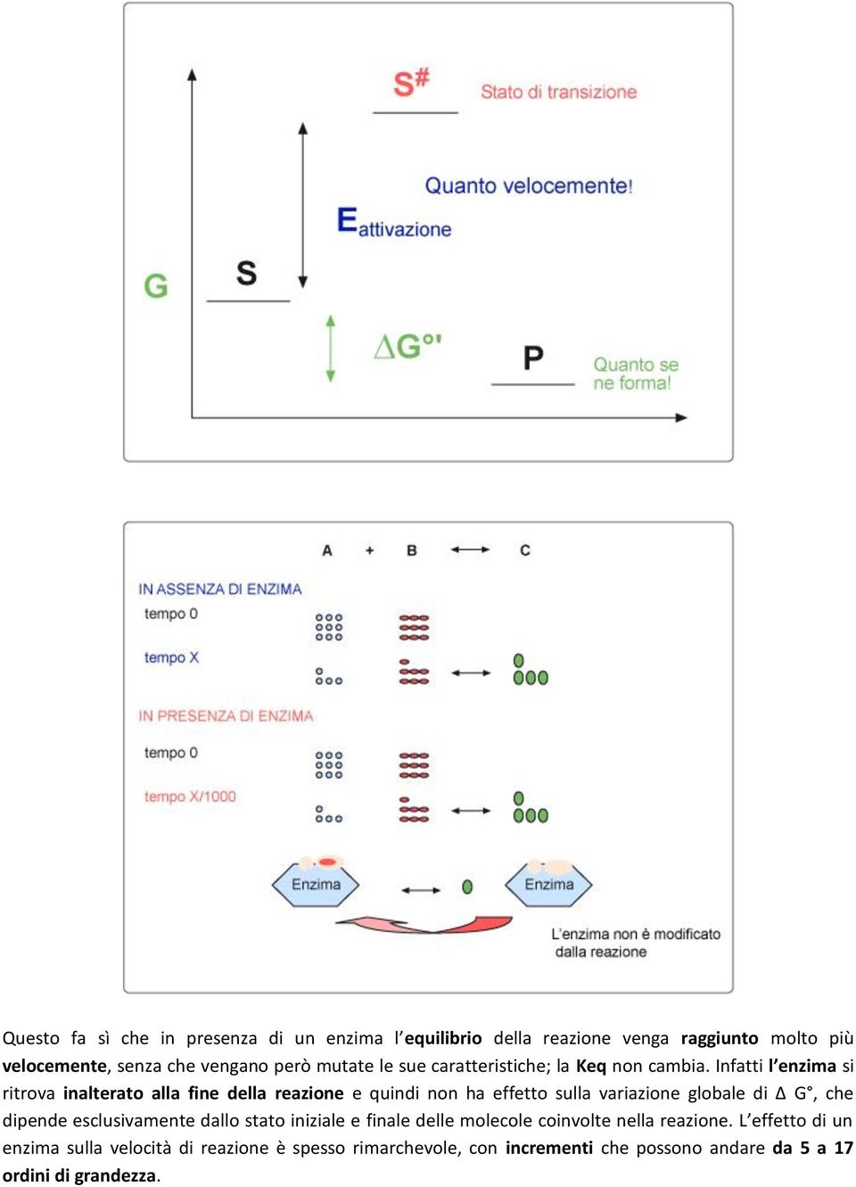 Infatti l enzima si ritrova inalterato alla fine della reazione e quindi non ha effetto sulla variazione globale di Δ G, che dipende