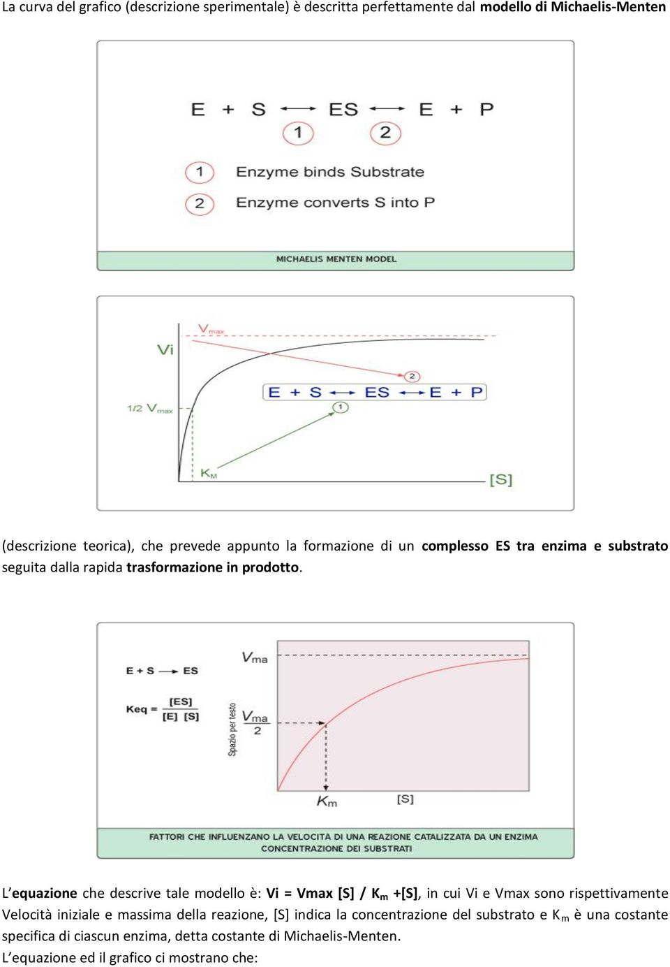 L equazione che descrive tale modello è: Vi = Vmax [S] / K m +[S], in cui Vi e Vmax sono rispettivamente Velocità iniziale e massima della