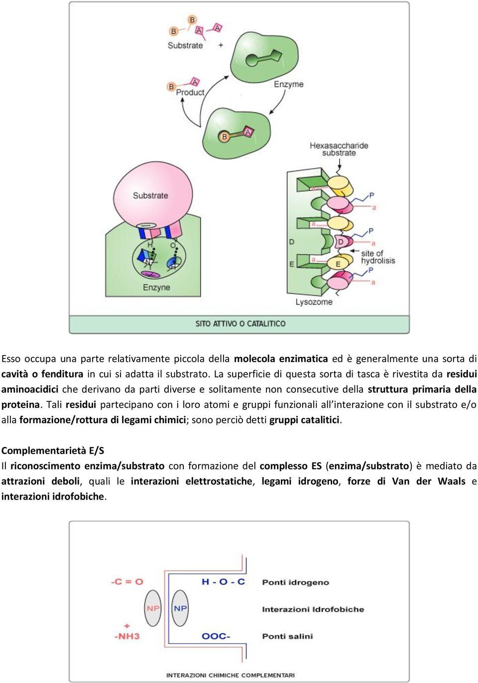 Tali residui partecipano con i loro atomi e gruppi funzionali all interazione con il substrato e/o alla formazione/rottura di legami chimici; sono perciò detti gruppi catalitici.